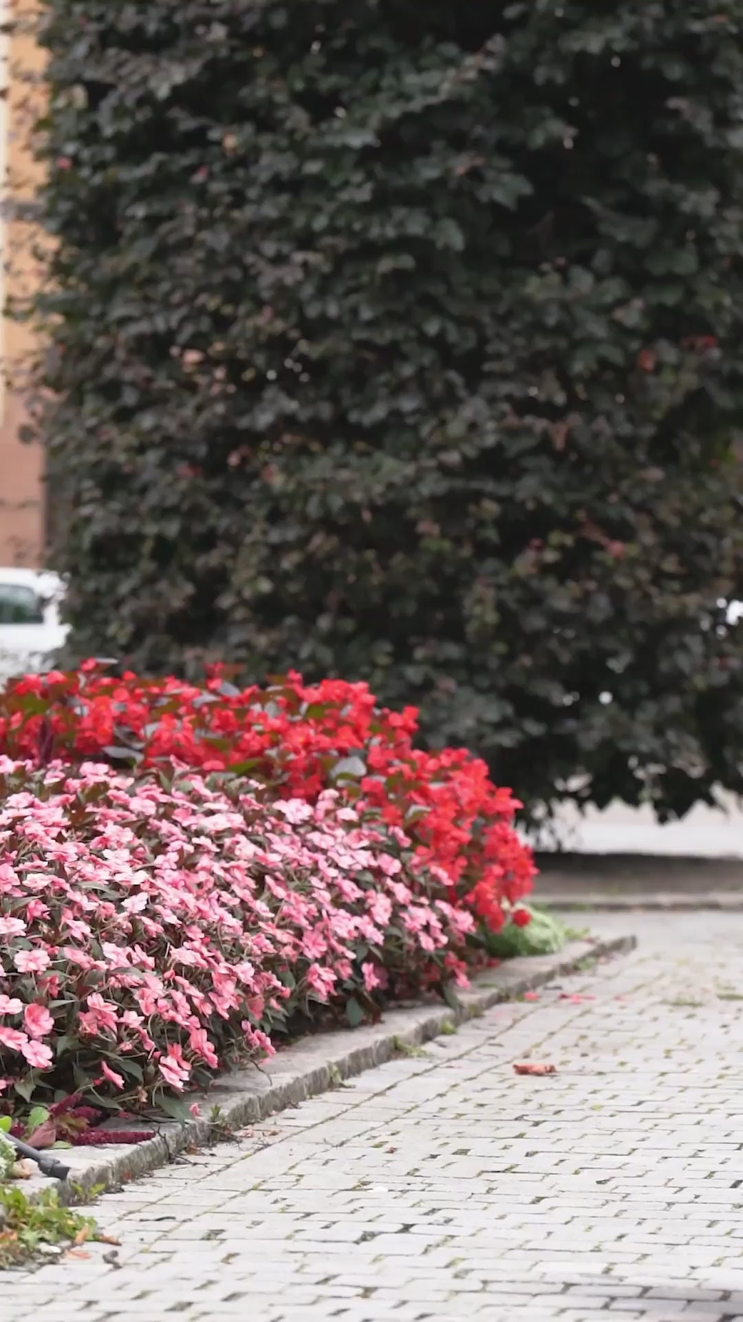 vinrød kort kjole updated#gid://shopify/Video/26814264344646#video_id