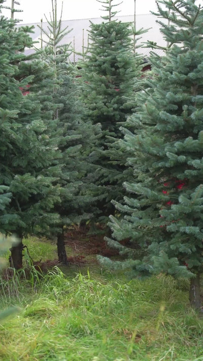 Rød fotsid omslagskjole